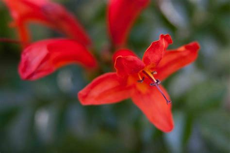 Tecoma Capensis – Cape Honeysuckle | Welcome to FablesandFlora.com