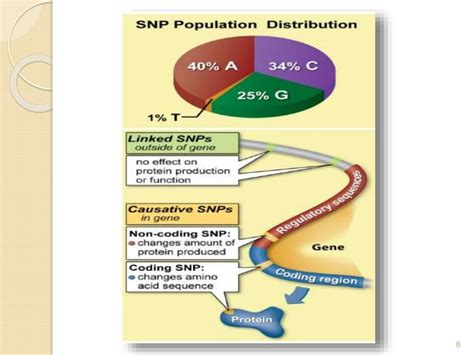 Single Nucleotide Polymorphism Ppt