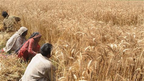 Pakistan S Wheat Harvest Will Break All Previous Records Experts