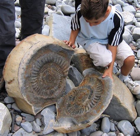 Its An Ammonite Fossil The Concretion Forms Around The Ammonite And