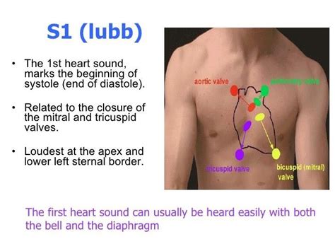 Pin By Andres Sanchez On Physical Exam Heart Sounds First Heart