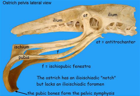 Ostrich Pelvis