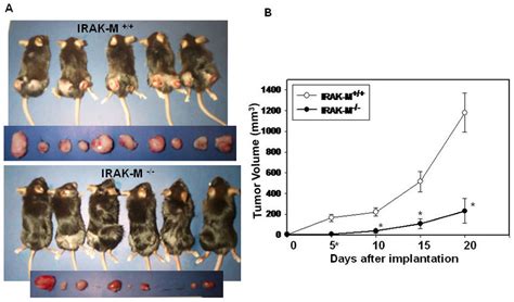 Inhibition Of Syngeneic Llc Tumor Growth In Irak M Mice Irak M