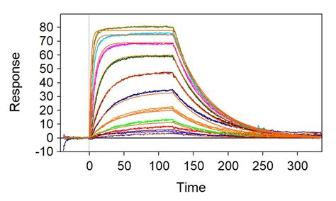 Surface Plasmon Resonance Biosensor Binding StudiesBiofizik