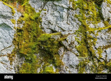 Moss Rock Texture