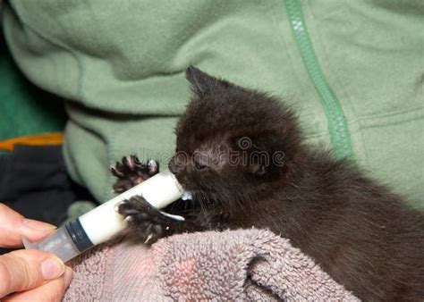 Syringe Feeding a Baby Bird Stock Photo - Image of young, veterinary ...