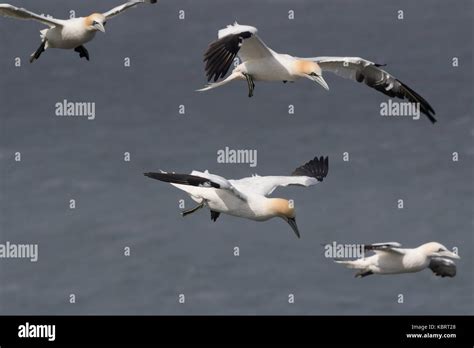 Gannets on Bempton Cliffs, springtime Stock Photo - Alamy