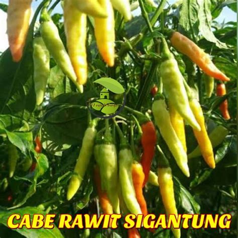 Jual Benih Bibit Cabe Rawit Setan Merunduk Sigantung Benih Cabai