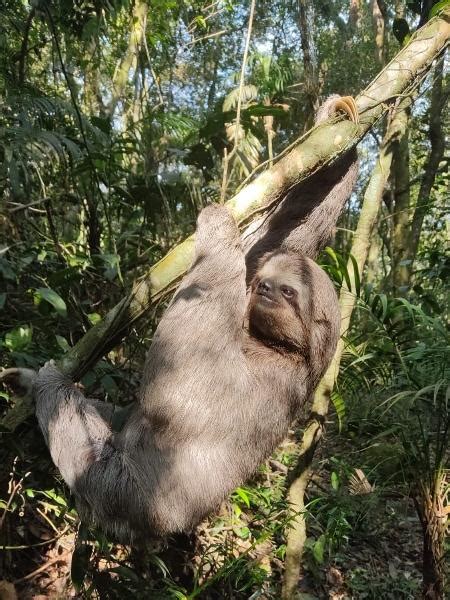 Pregui A Gigante Encontrada Em Parque No Rio De Janeiro Veja V Deo