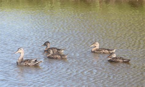 Ducklings At Blaine S Farm Fleet Lita Sandy Flickr