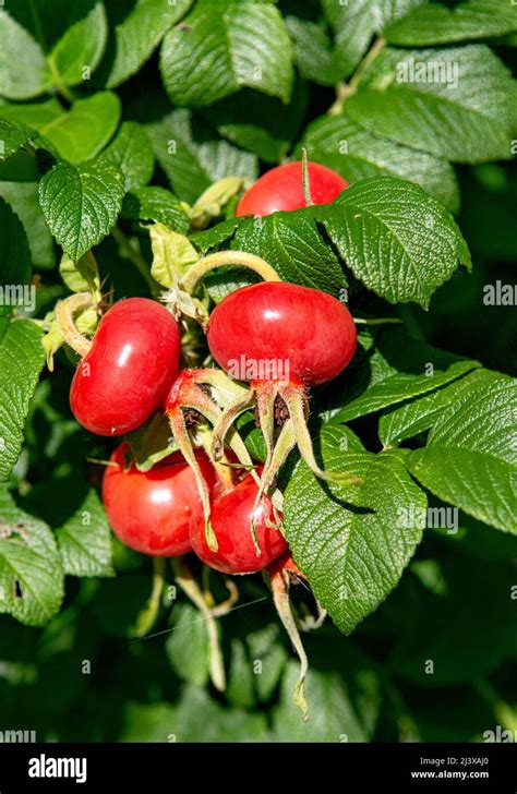 Ripieno Di Rosa Canina Immagini E Fotografie Stock Ad Alta Risoluzione