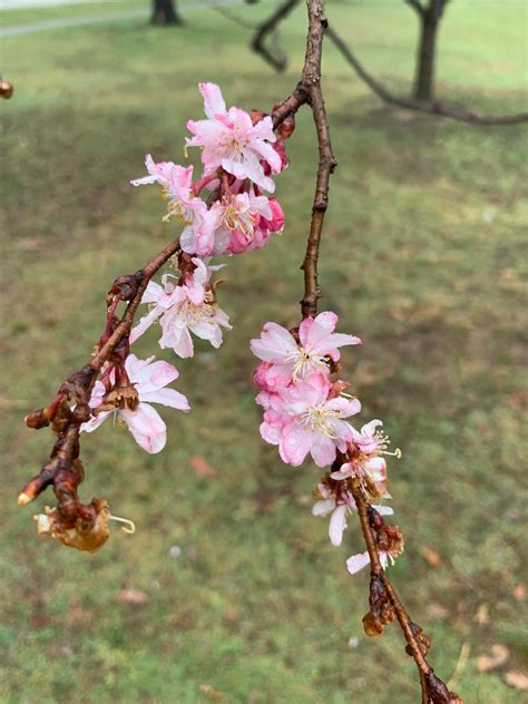 Cherry Blossom Season Branch Brook Park Alliance