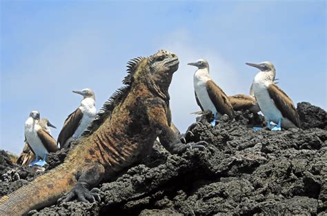 The Galapagos Islands’ ‘Big 15’ Wildlife Species