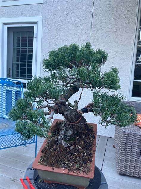 Miyajima White Pine From Forum Qanda Design Mirai Forum