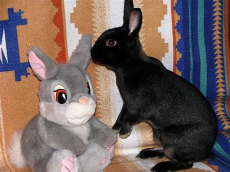 8 Satin Bunny Rabbits Located In Minneapolis Minnesota Rabbits For