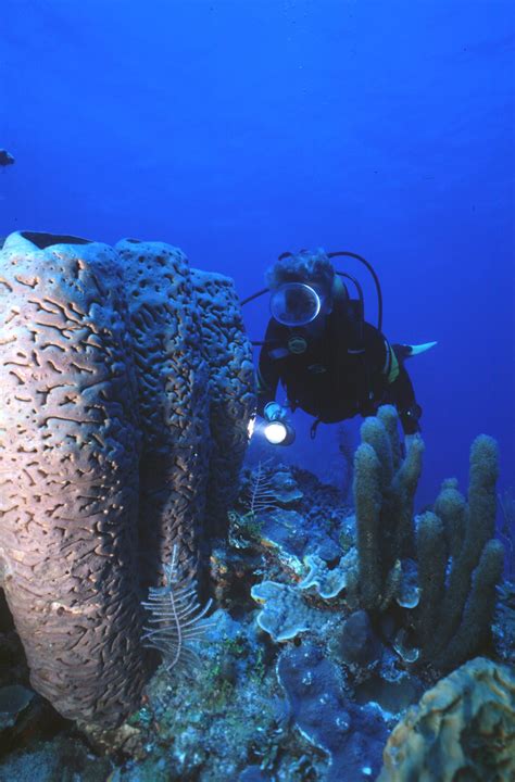 Karibik Kuba Tauchen Unterwasser Santa Lucia42 Nautilus Tauchreisen