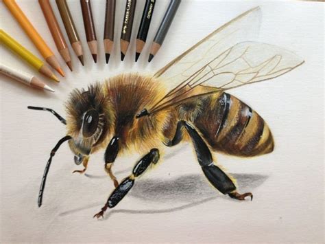 bee drawing | Prismacolor art, Bee drawing, Colored pencil artwork