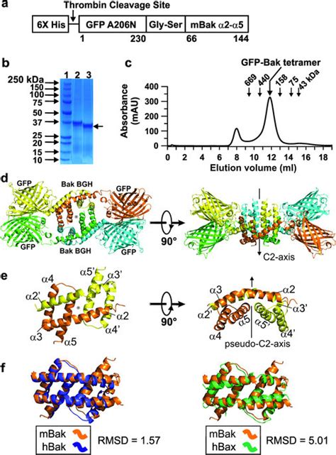 X-ray crystal structure of Bak BH3-in-groove homodimer (BGH).: (a ... 