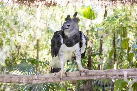 5 Must-See Animals at the Belize Zoo | Maya Island Air