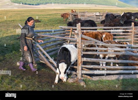 Mongolian Cattle