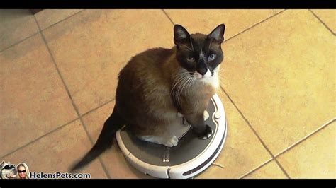 3 Minute Roomba Cat Ride Guinness World Record 2014 Youtube