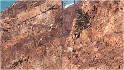 A Limber Mob of Bighorn Sheep Effortlessly Scramble Up a Steep ...