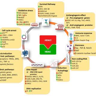 Mechanisms of the anticancer effects of HDAC inhibitors. HDAC ...