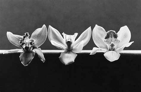 1 Artiste 1 Jour Les Fleurs De Mapplethorpe