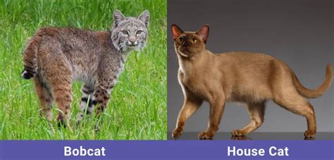 Bobcat vs House Cat: The Differences Explained (With Pictures) - Catster