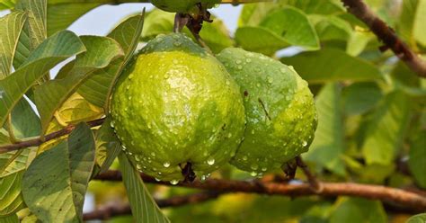 Tips To Grow Healthy And Productive Guava Trees From Guava Leaves