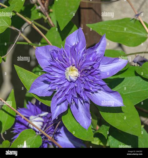 Clematis multi blue hi-res stock photography and images - Alamy