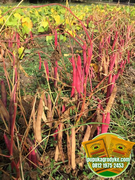 Perhatikan Hal Ini Ketika Budidaya Kacang Merah Distributor Pupuk