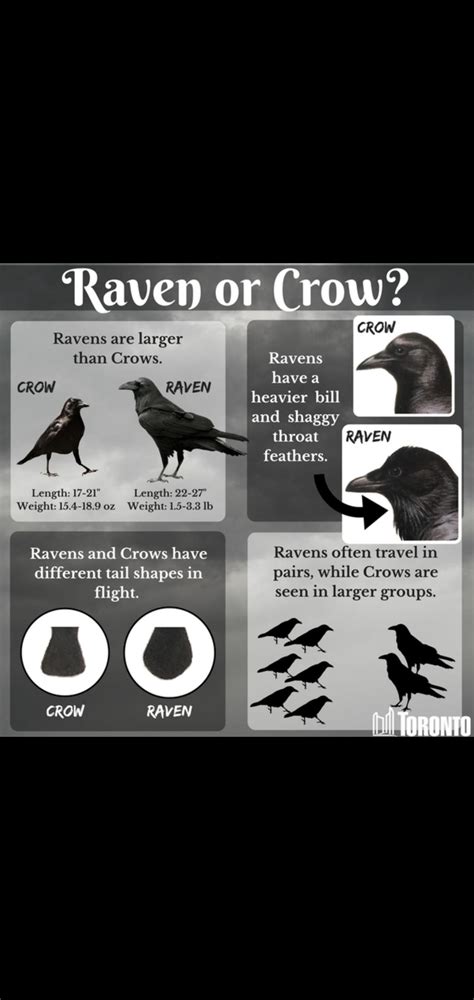 Raven Vs Crow Also Get These Two Mixed Up Rcoolguides