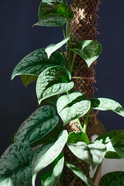 Trainmake Your Pothos Climb The Best Techniques Explained