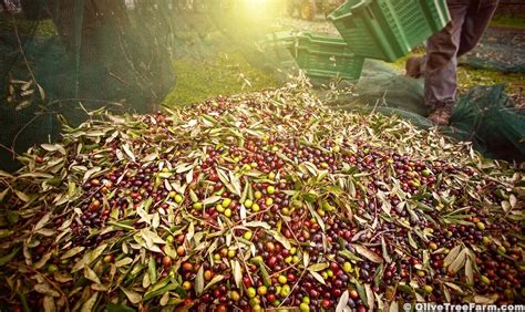 Olive Tree Varieties - Olive Tree Farm