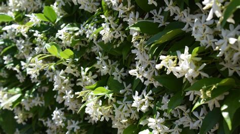 Rhyncospermum Jasminoides Vendita Piante Online