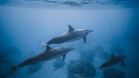 How Long Can Dolphins Hold Their Breath While Sleeping? | DolphinXpert.com