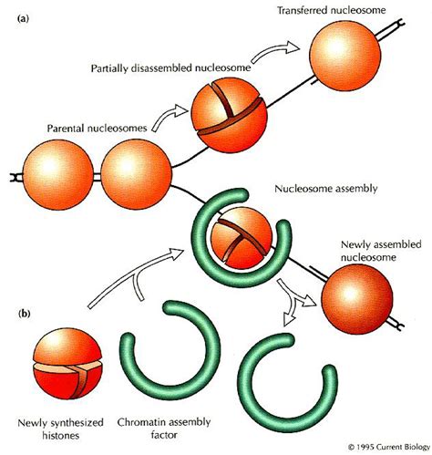 Chromatin Nucleosome Assembly During Dna Replication Current Biology