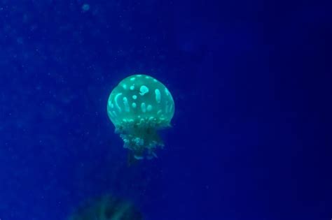 Premium Photo | Small jellyfish