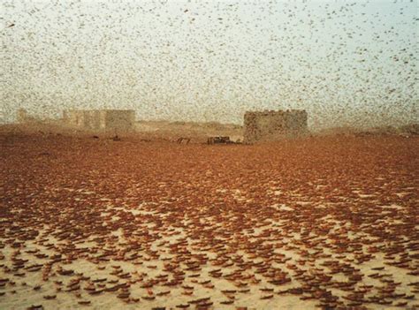 Gaddafi's Fall Leads to Desert Locusts' Rise | Live Science