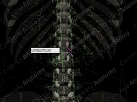 Preaortic Lymph Vessels | Complete Anatomy