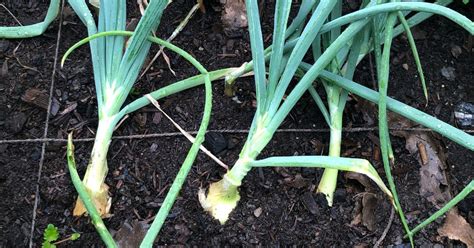 Great Companion Plants For Onions Herbvity