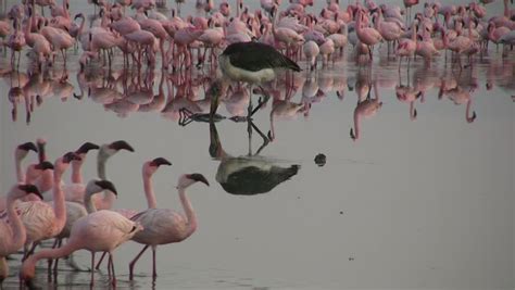 Marabou Stork Eating A Dead Flamingo Stock Footage Video 6105023 ...