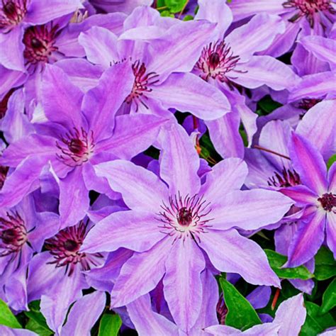 Blue Ravine Clematis Gurneys Seed And Nursery Co