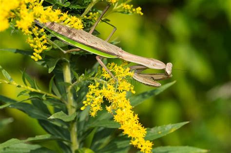 Chinese Mantis Tenodera Sinensis Stock Photo Image Of Toronto