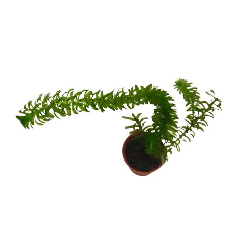 Planta Acu Tica Elodea