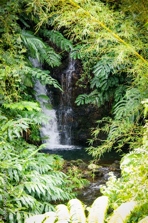 Small Creek With Cascade Or Waterfall In Evergreen Lush Vegetation Of