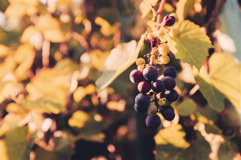 Images Gratuites Arbre La Nature Branche Fleur Grain De Raisin