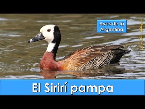 Pato Silbón de Cara Blanca Características y Curiosidades del