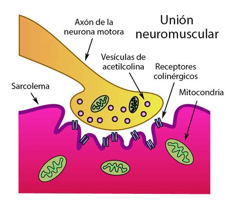 Labeled Neuromuscular Junction